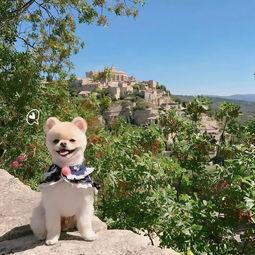 娱乐吃瓜酱寺庙里的小狗